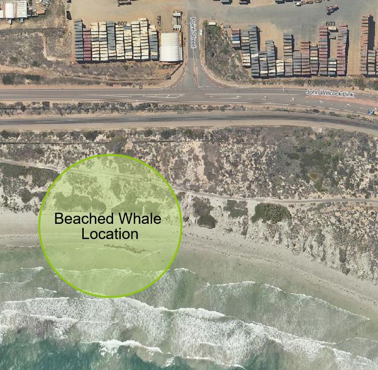 Beached whale location