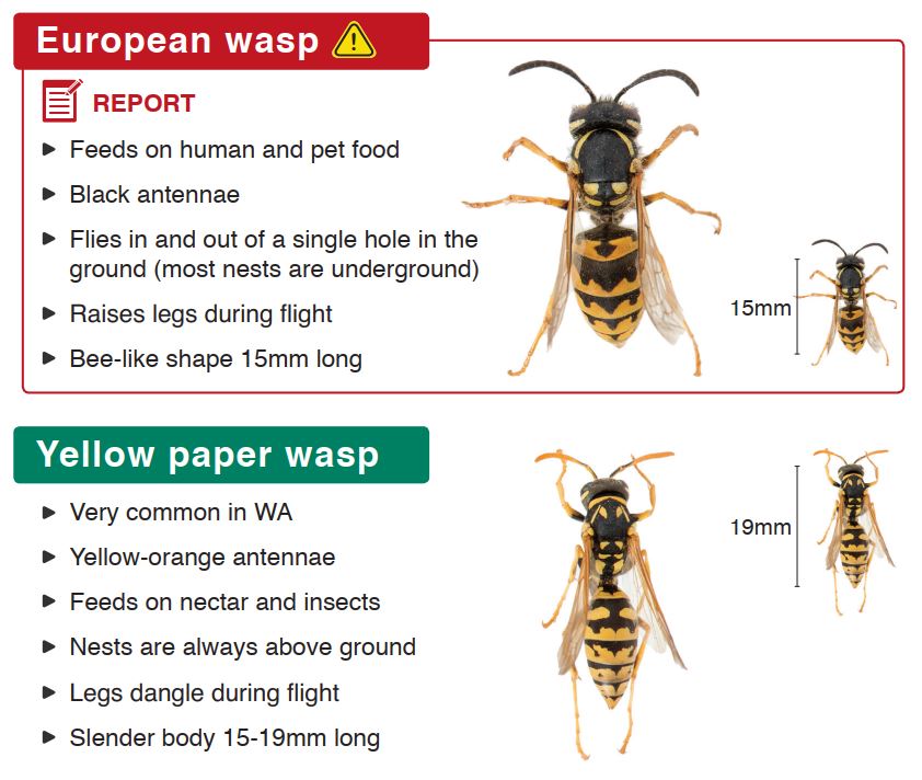 European Wasp