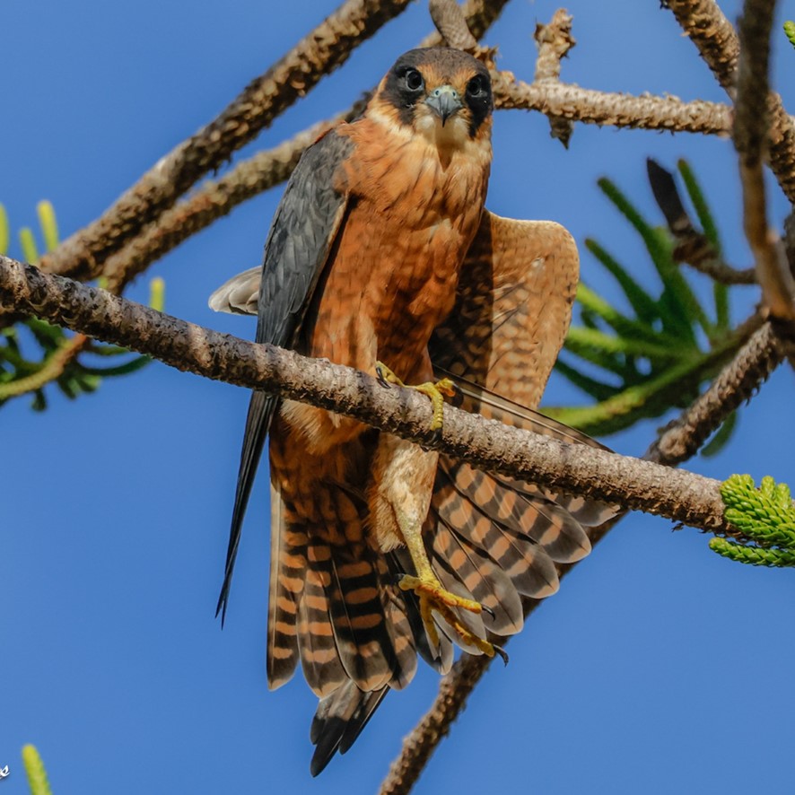 Australian Hobby