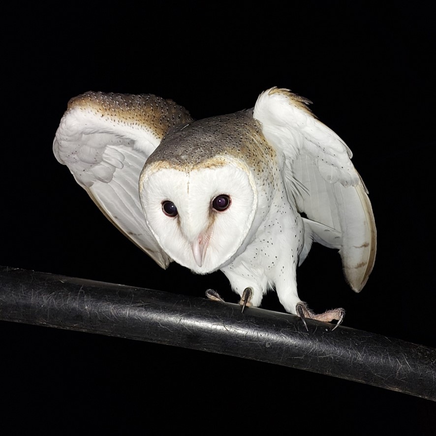 Barn Owl