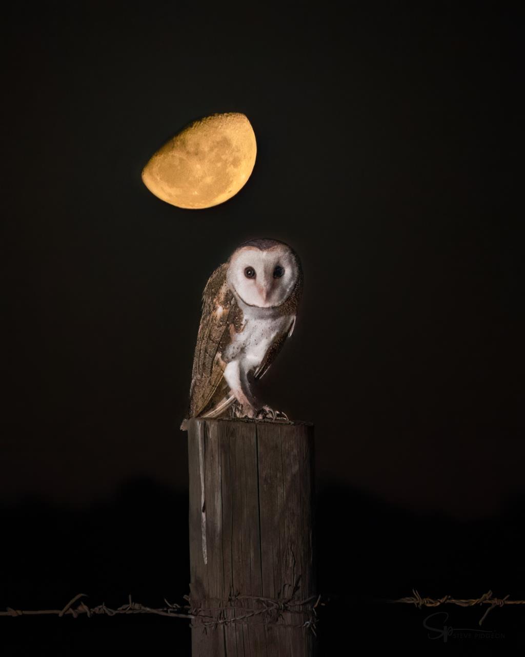 Barn Owl