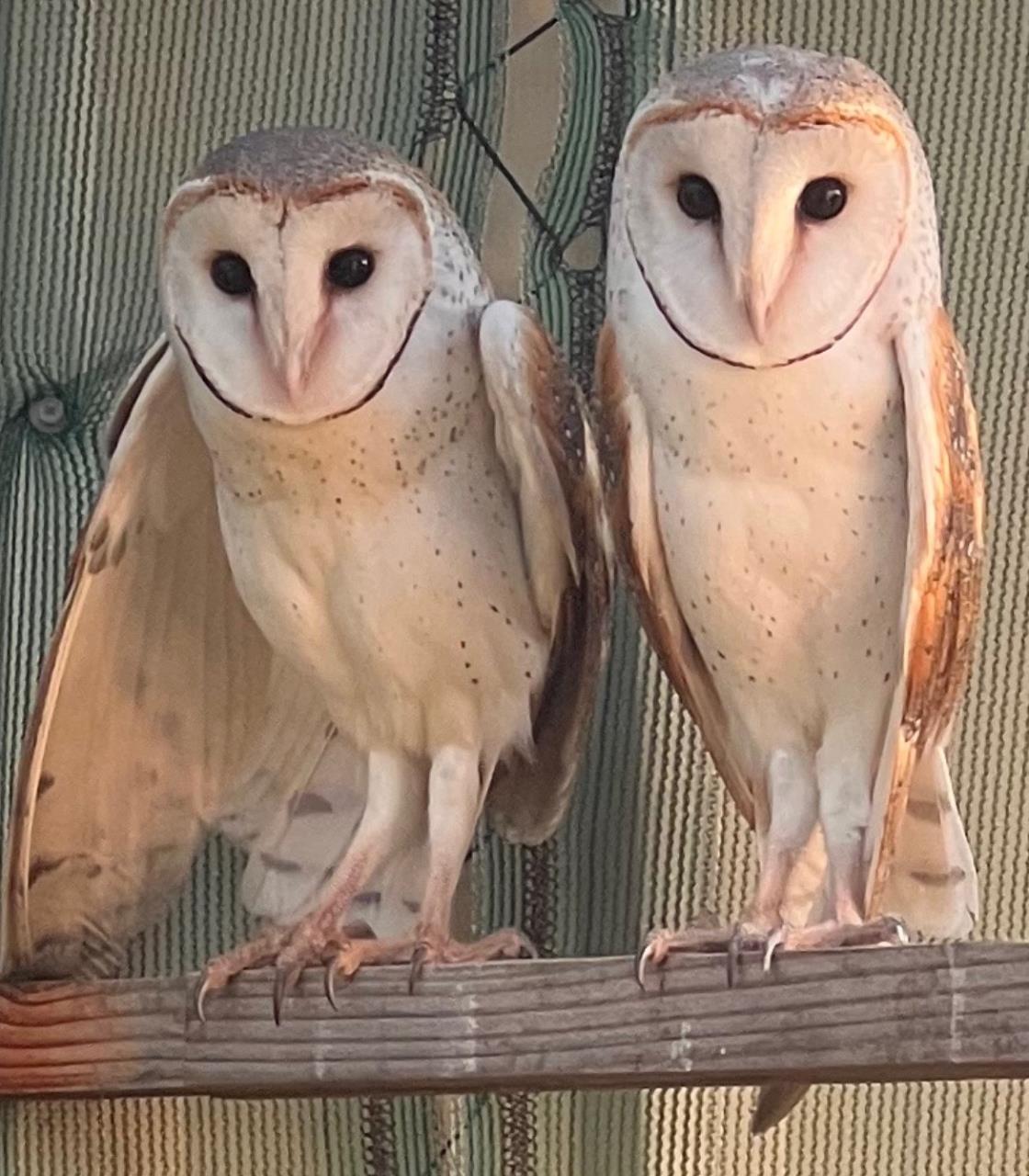 Barn Owls