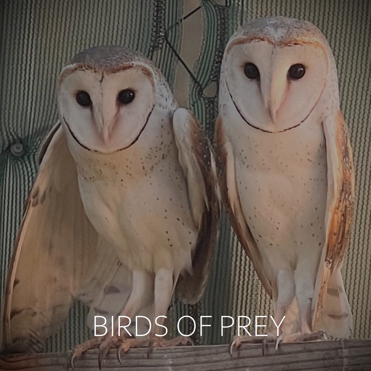 Birds of Prey