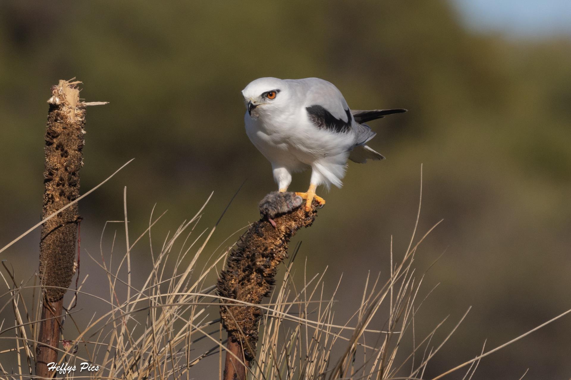 Black-shoulder Kite