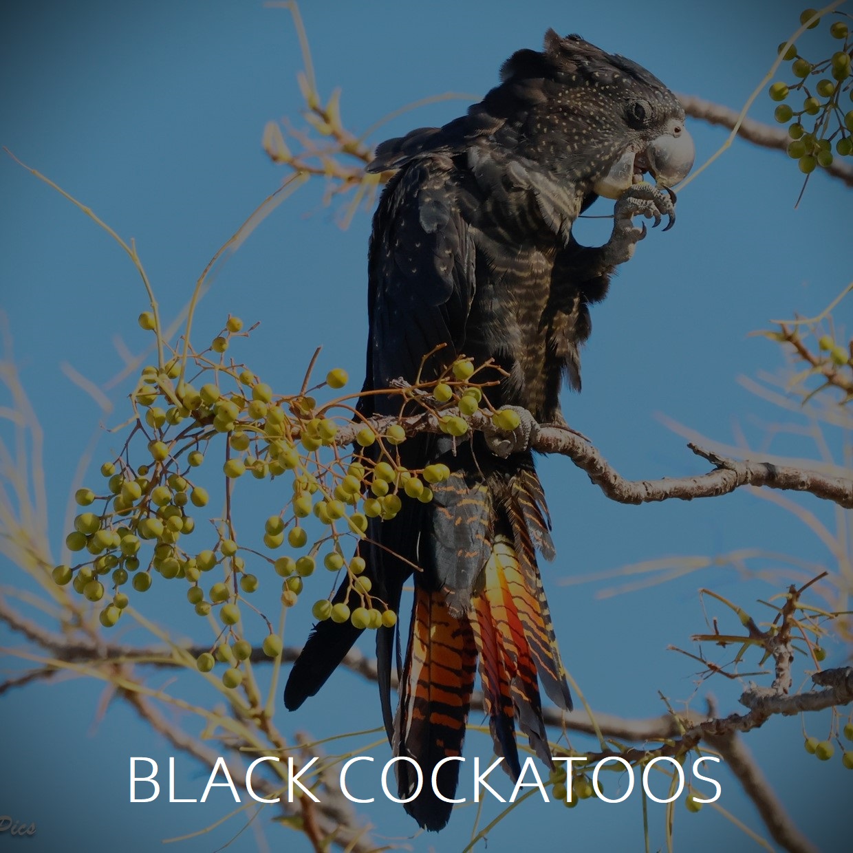 Black Cockatoos