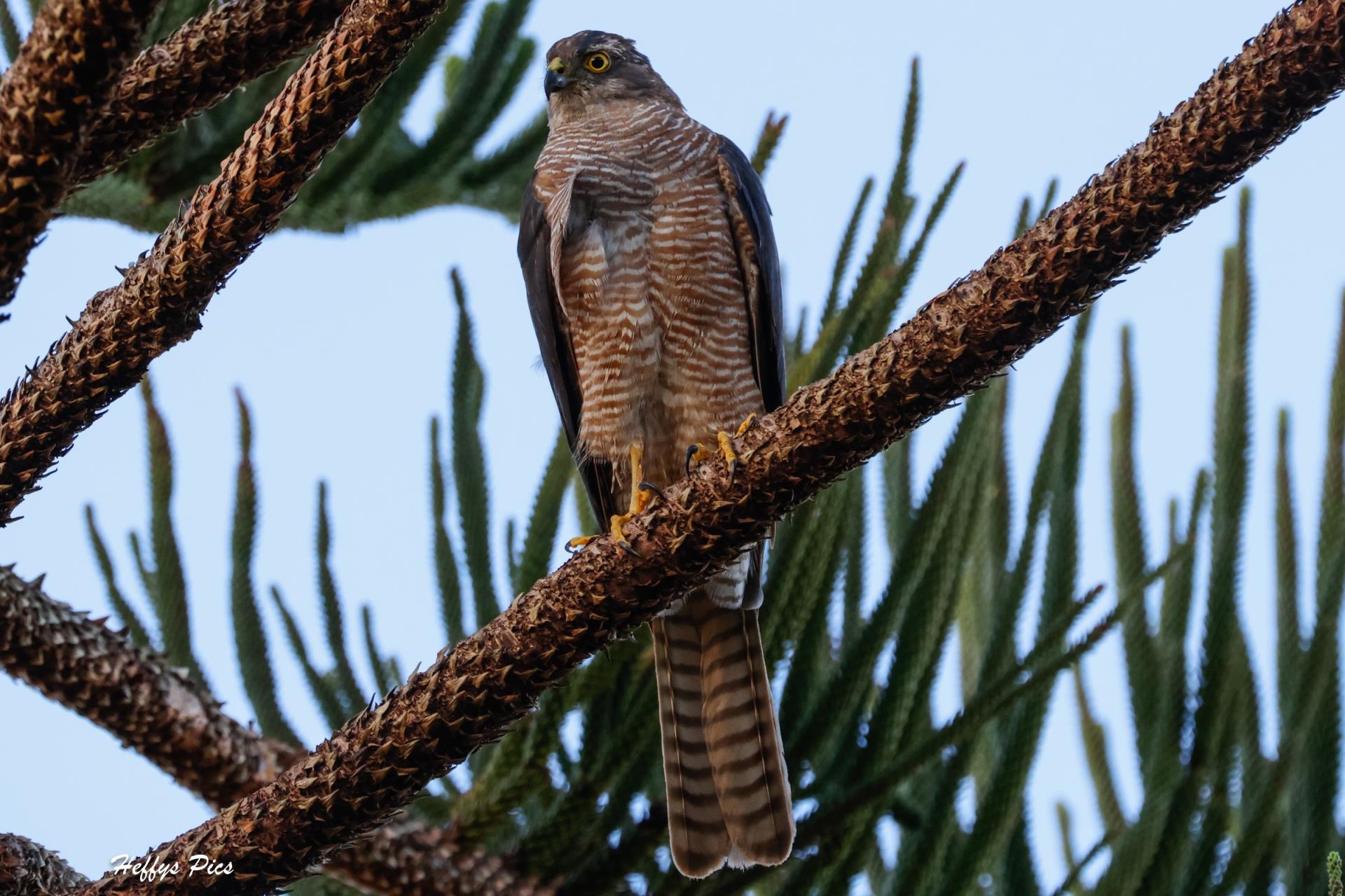 Brown Goshawk