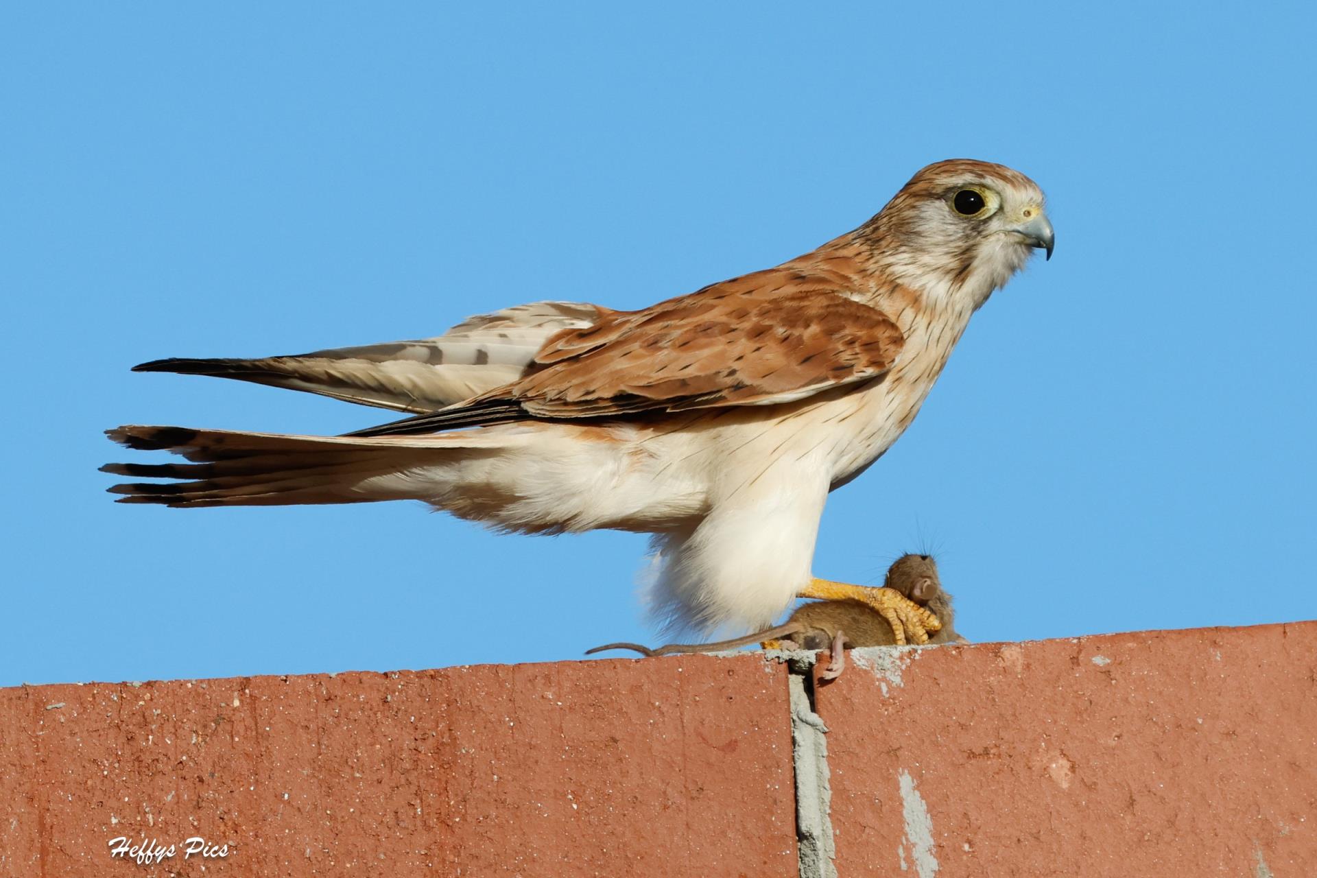 Nankeen Kestrel