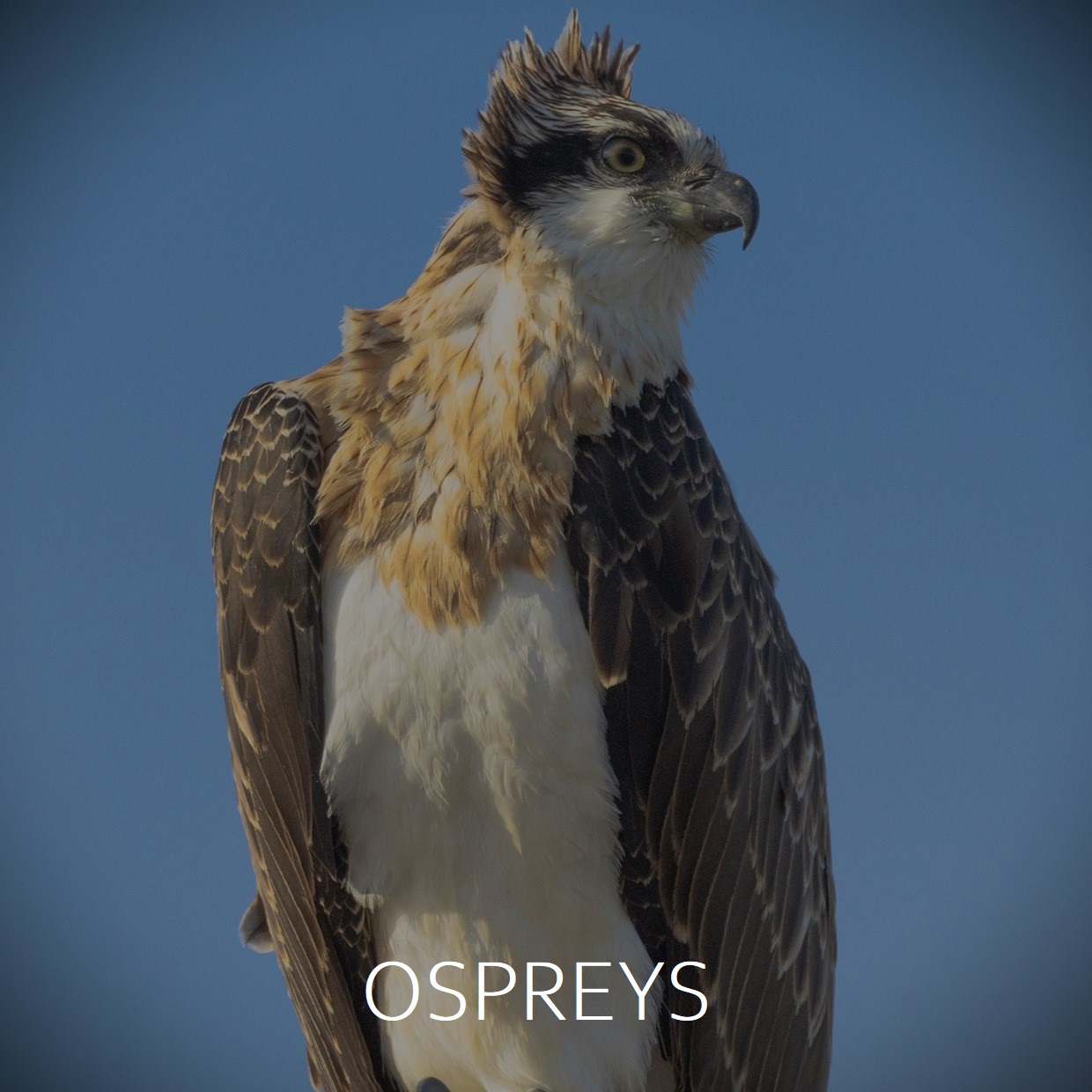 Ospreys