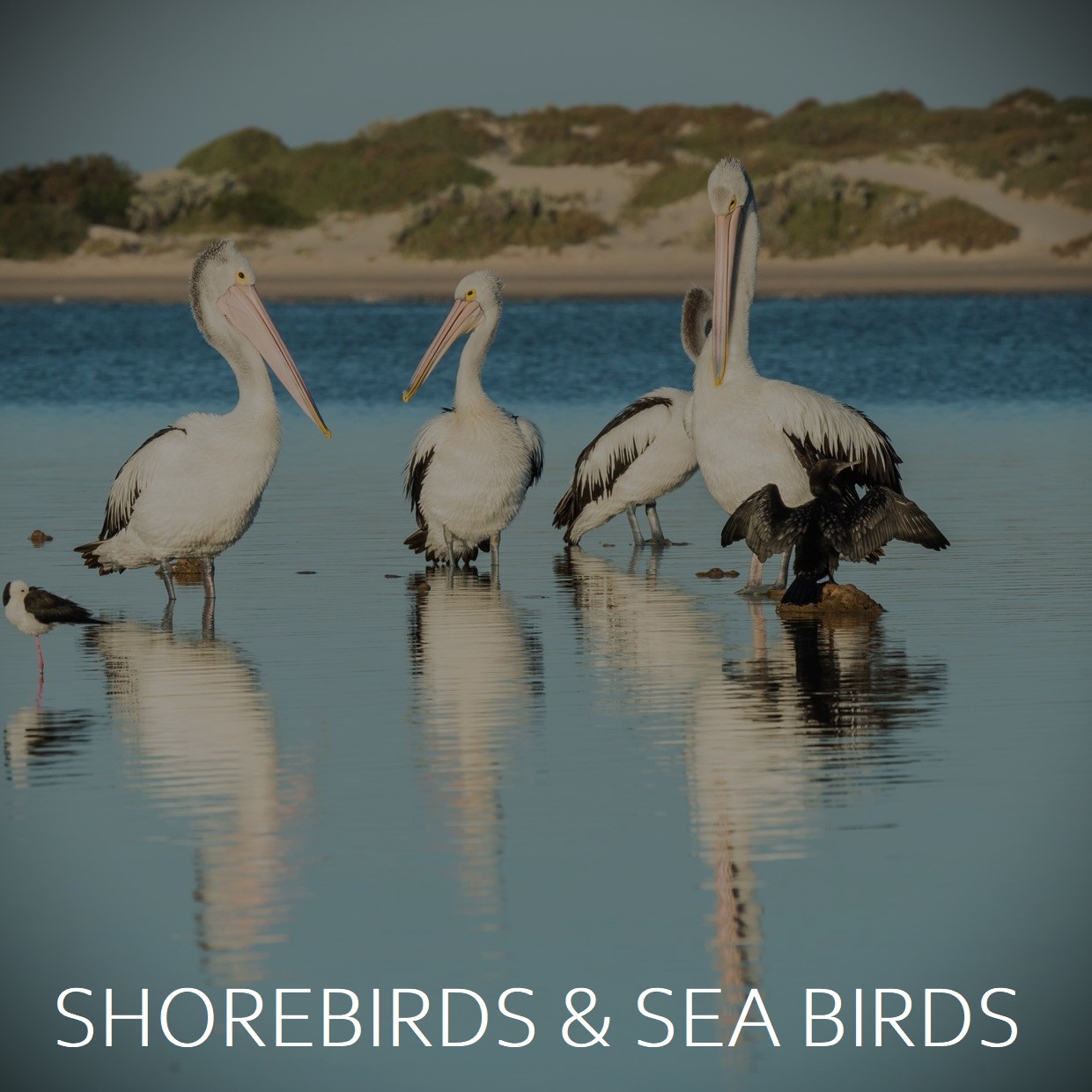 SHorebirds and Sea Birds