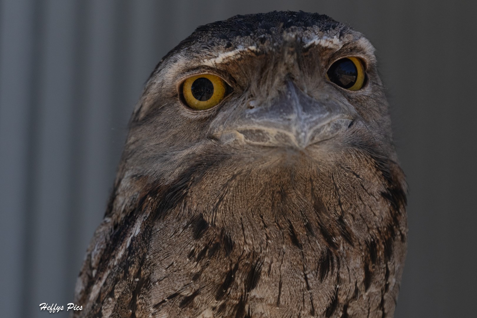 Tawny Frogmouth