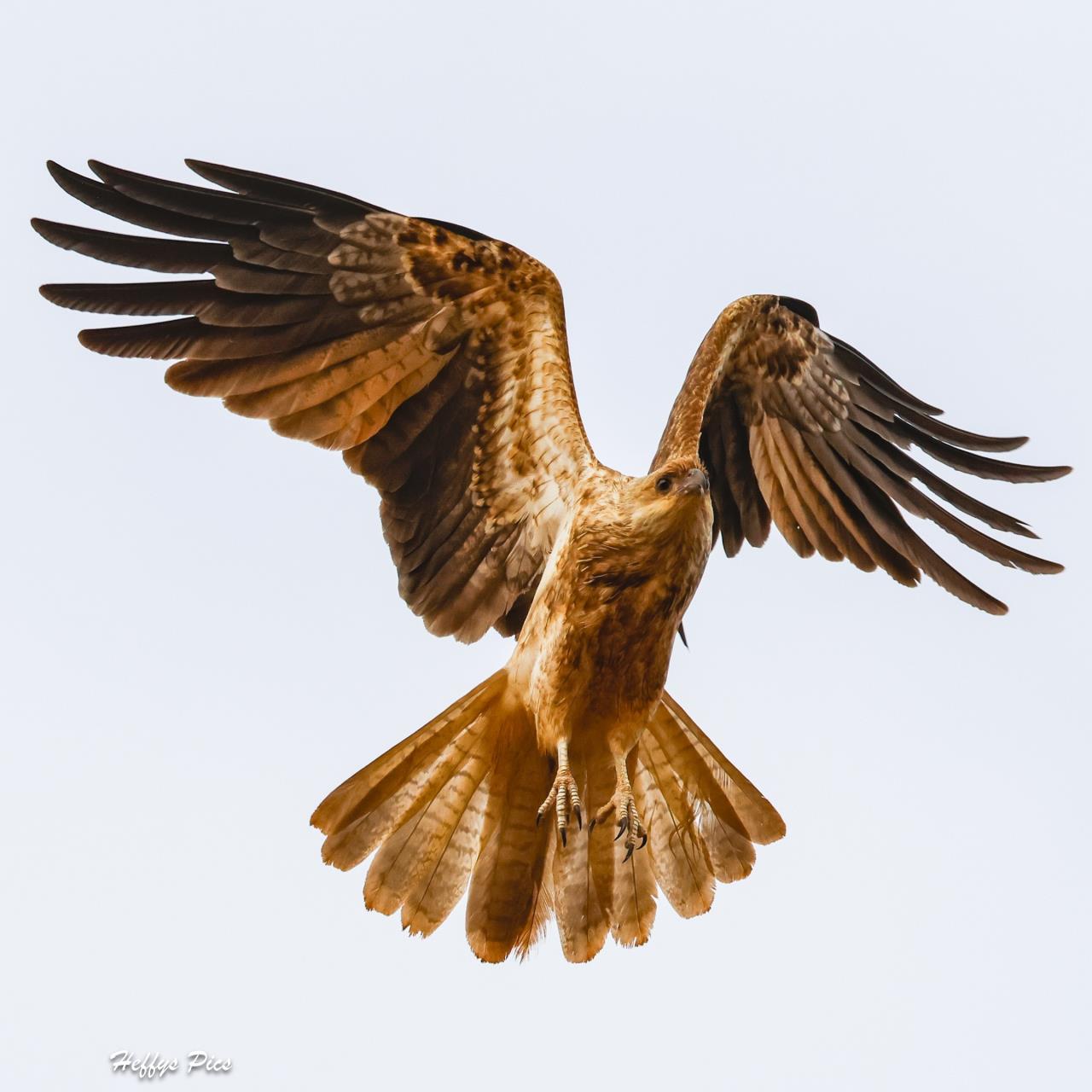 Whistling Kite