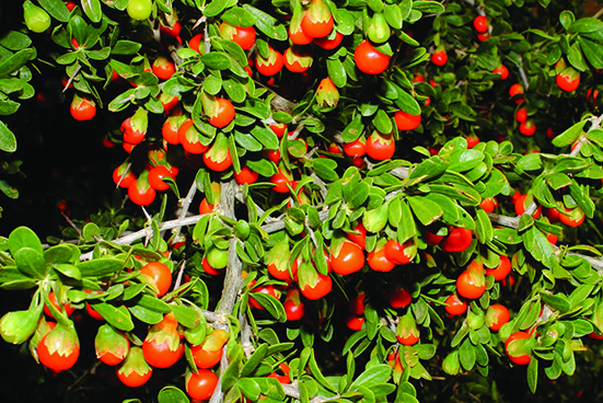 Boxthorn plant