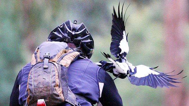 Swooping Mudlark