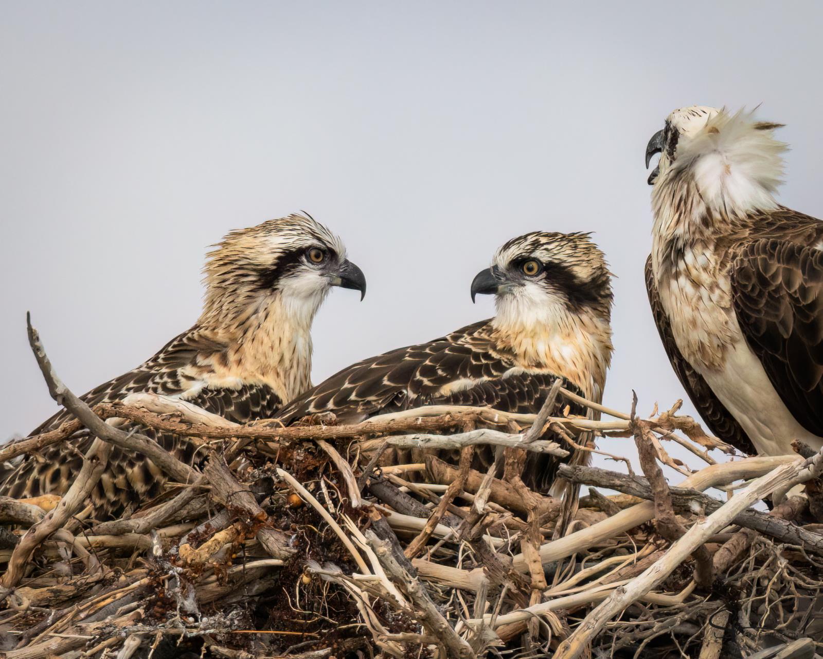 Young osprey in nest