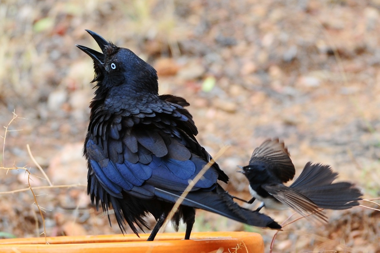 Willy WagTail swooping a crow