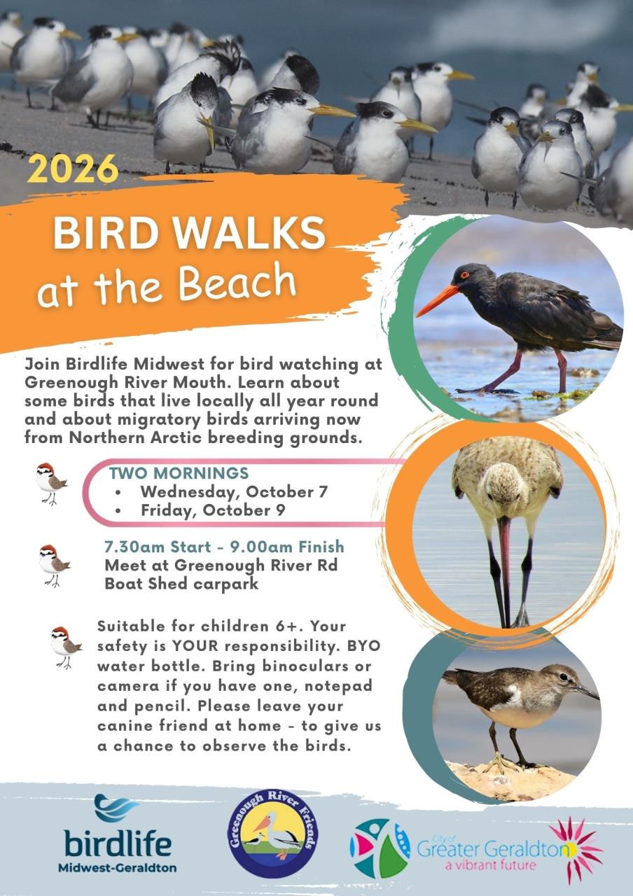 Poster about bird watching at beach