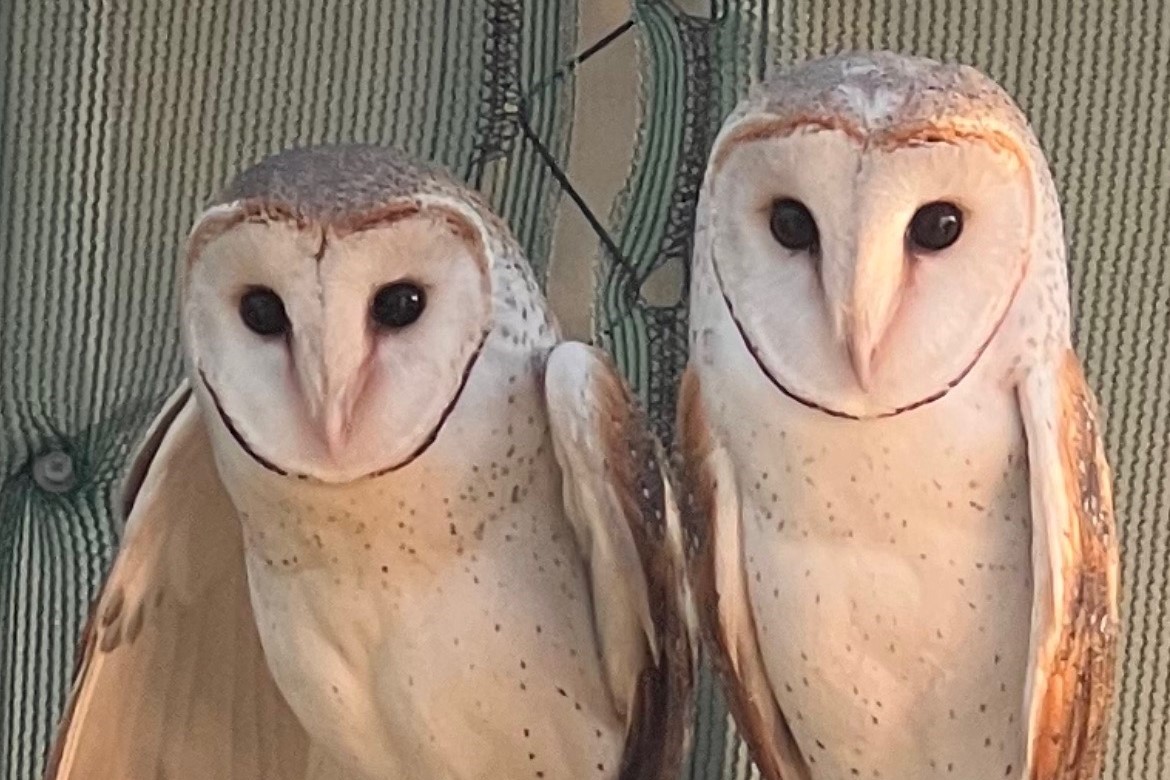 Geraldton becomes an owl friendly city
