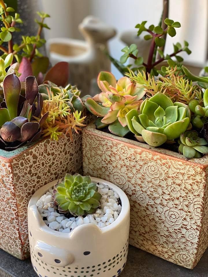 Create and grow succulent pot plant workshop Spring School Holidays