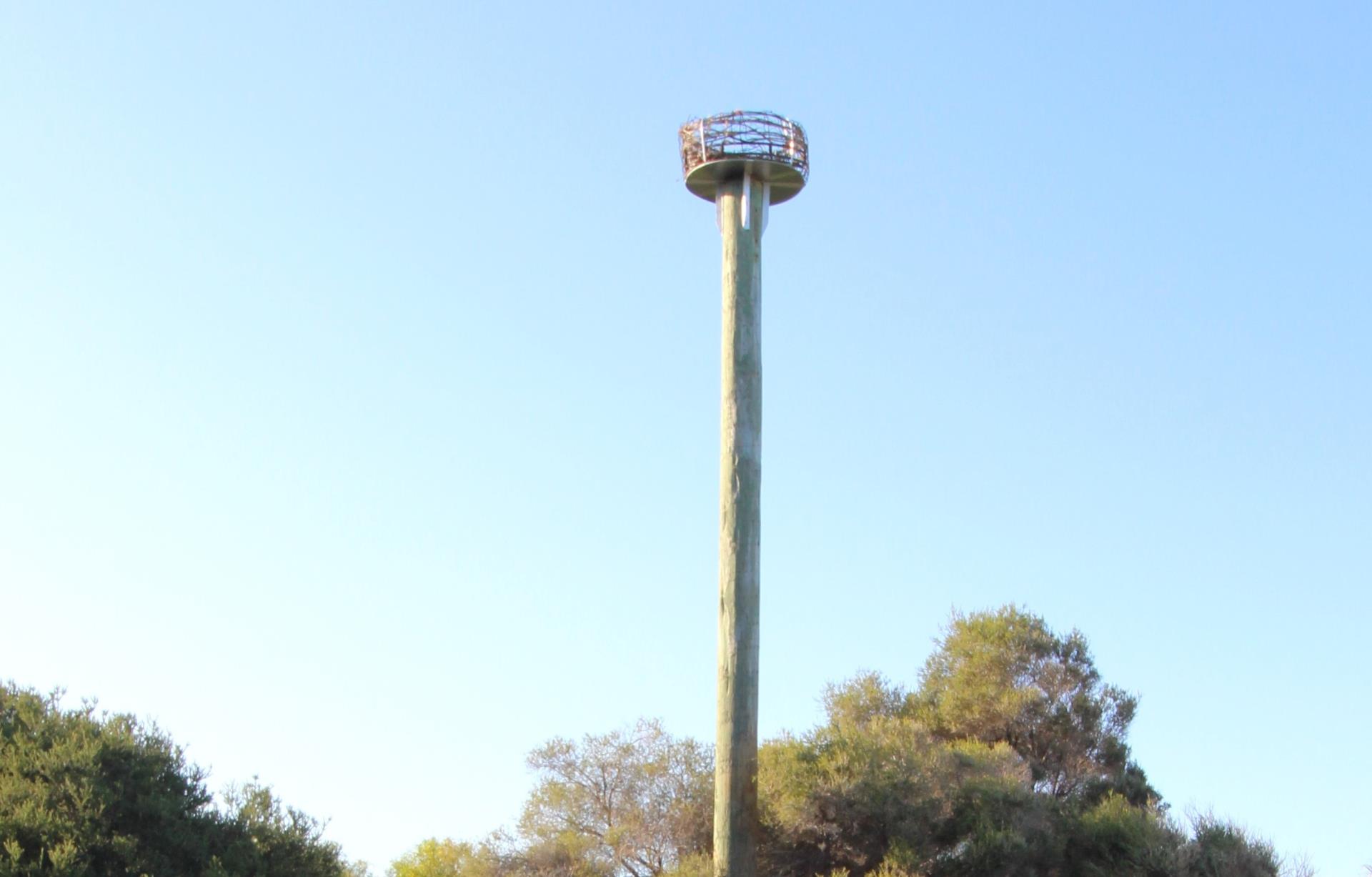 Osprey pair gets new nest at Drummond Cove