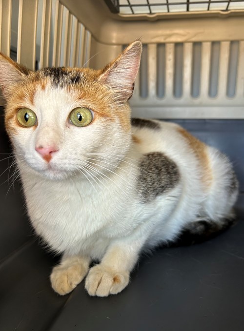 Photo for animal #20232