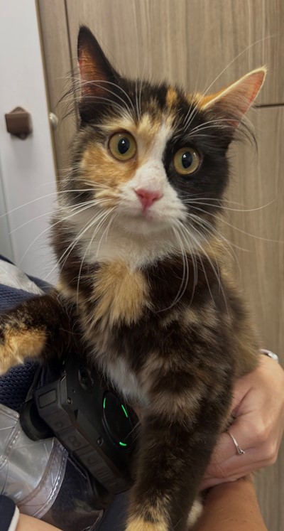 Photo for animal #20236
