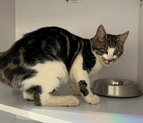 Photo for animal #20240