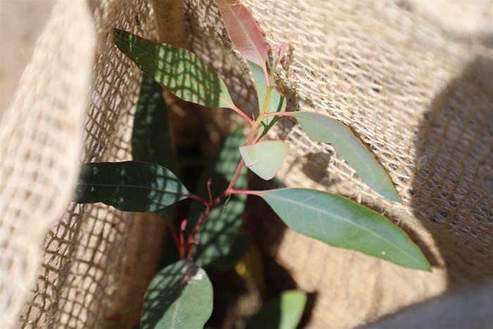 Image Gallery - Tree sapling